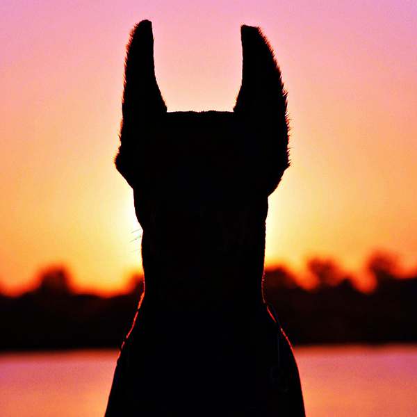 k9
